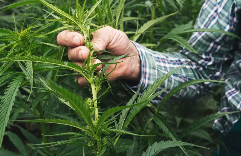 Chanvre-culture-champ-blog