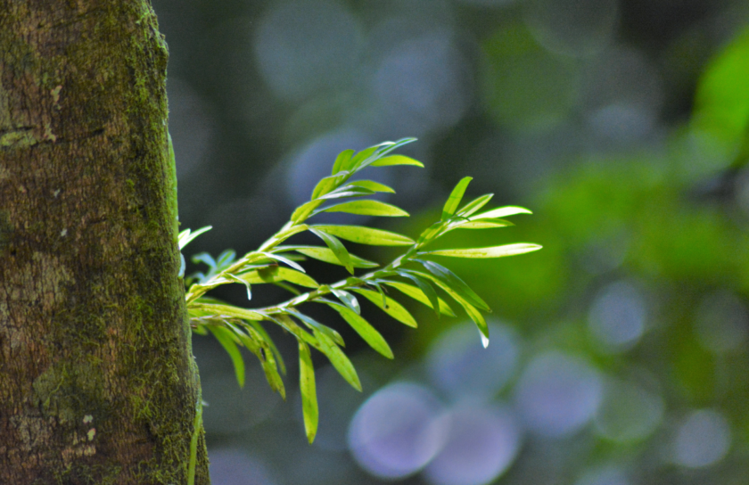 CBD-plante-bresil-article-blog