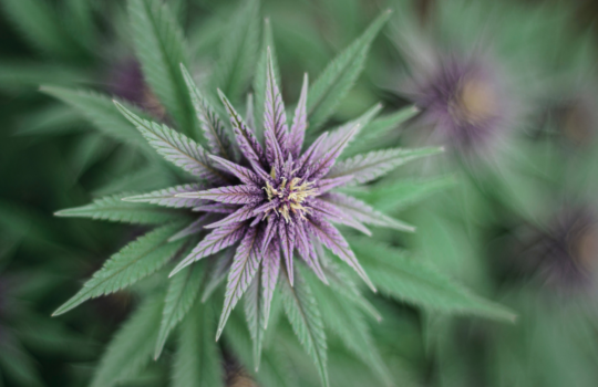 C'est quoi le pinène