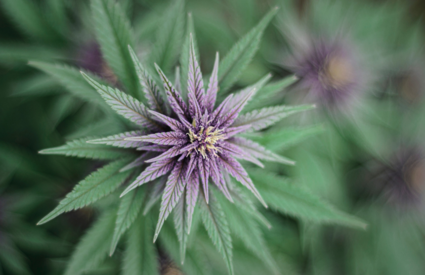 C'est quoi le pinène